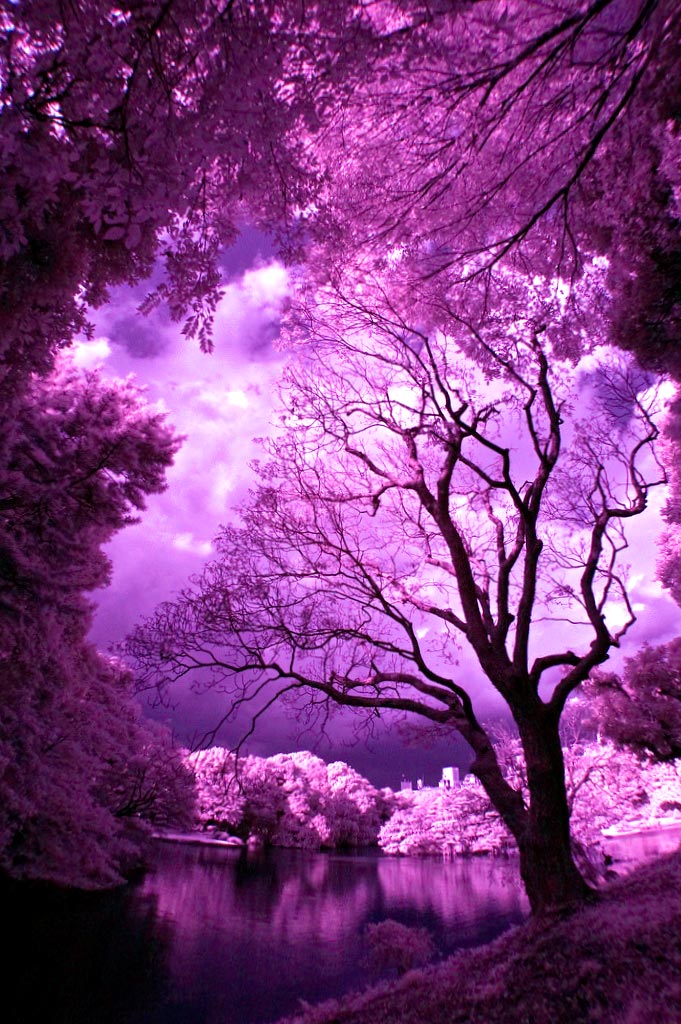   ColorChallenge SundayPurple   Beautiful Purple  